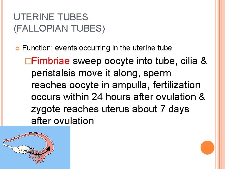 UTERINE TUBES (FALLOPIAN TUBES) Function: events occurring in the uterine tube �Fimbriae sweep oocyte