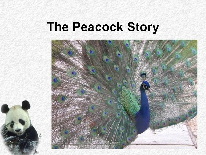 The Peacock Story 