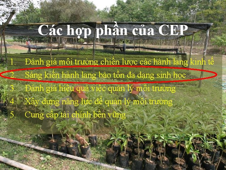 Các hợp phần của CEP 1. 2. 3. 4. 5. Đánh giá môi trường