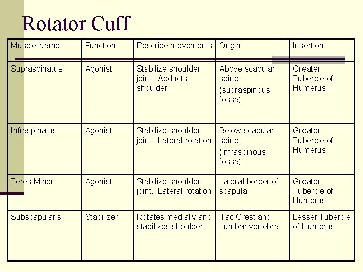 Rotator Cuff Muscle Name Function Describe movements Origin Insertion Supraspinatus Agonist Stabilize shoulder joint. Rotator Cuff Muscle Name Function Describe movements Origin Insertion Supraspinatus Agonist Stabilize shoulder joint.