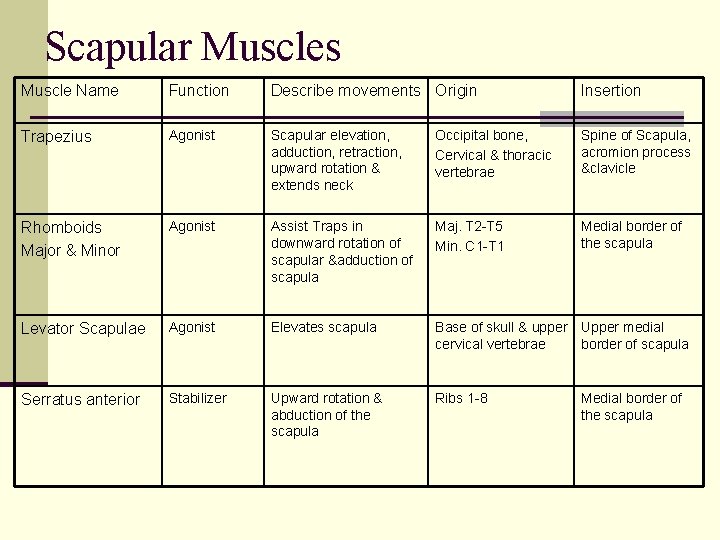 Scapular Muscles Muscle Name Function Describe movements Origin Insertion Trapezius Agonist Scapular elevation, adduction, Scapular Muscles Muscle Name Function Describe movements Origin Insertion Trapezius Agonist Scapular elevation, adduction,