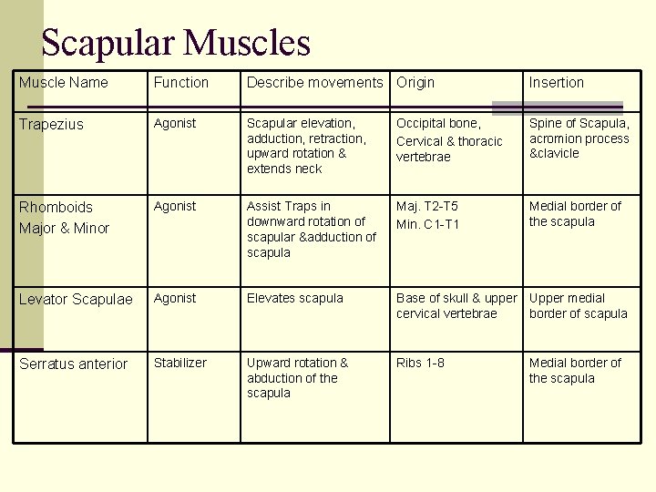 Scapular Muscles Muscle Name Function Describe movements Origin Insertion Trapezius Agonist Scapular elevation, adduction,