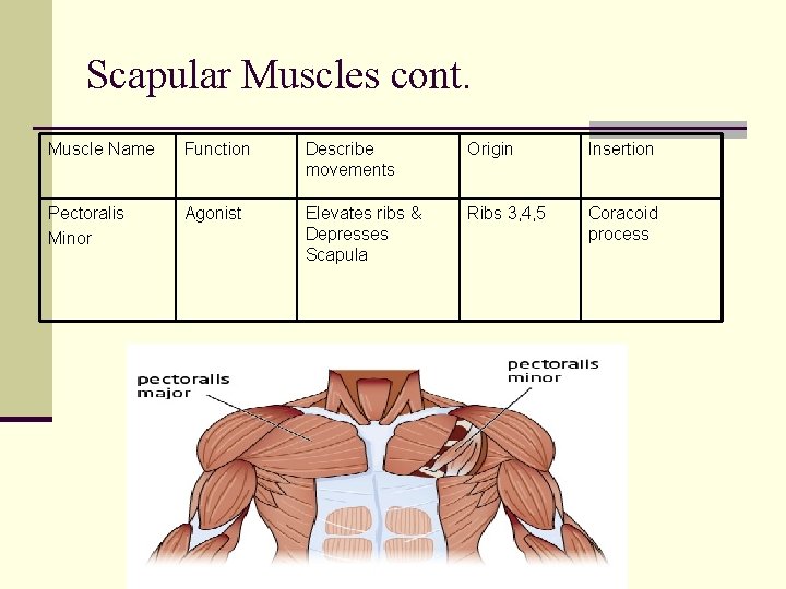 Scapular Muscles cont. Muscle Name Function Describe movements Origin Insertion Pectoralis Minor Agonist Elevates