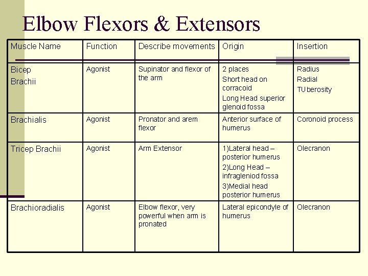 Elbow Flexors & Extensors Muscle Name Function Describe movements Origin Insertion Bicep Brachii Agonist
