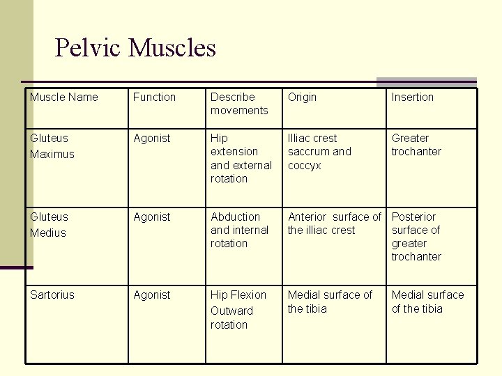 Pelvic Muscles Muscle Name Function Describe movements Origin Insertion Gluteus Maximus Agonist Hip extension
