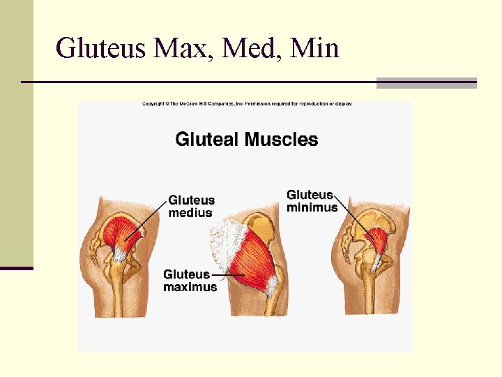 Gluteus Max, Med, Min 