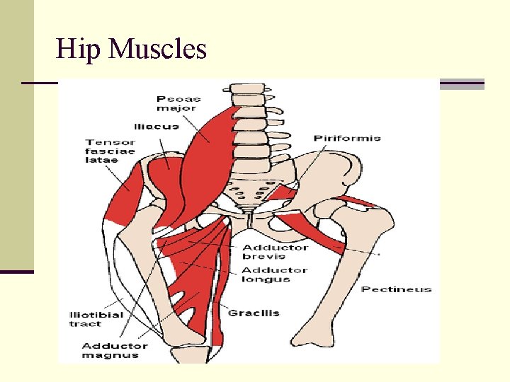 Hip Muscles 