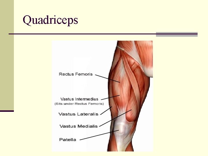 Quadriceps Quadriceps