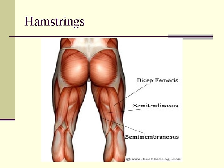 Hamstrings Hamstrings