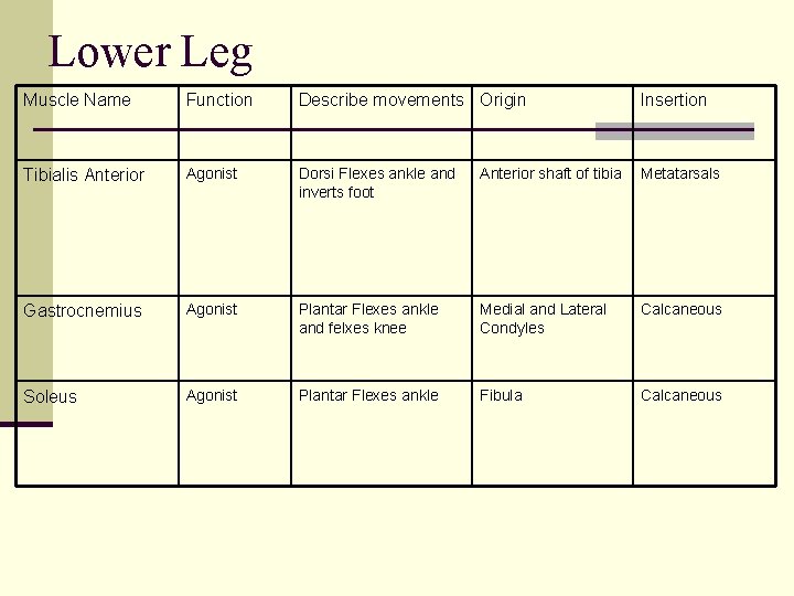 Lower Leg Muscle Name Function Describe movements Origin Insertion Tibialis Anterior Agonist Dorsi Flexes