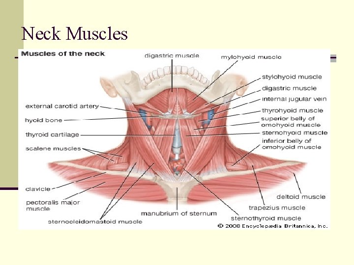 Neck Muscles Neck Muscles