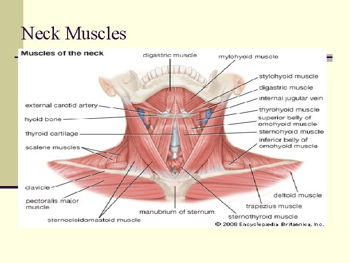 Neck Muscles 