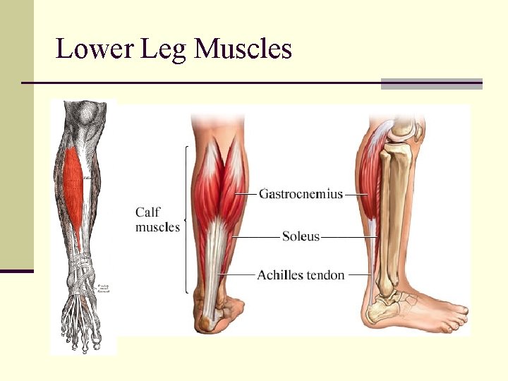 Lower Leg Muscles Lower Leg Muscles