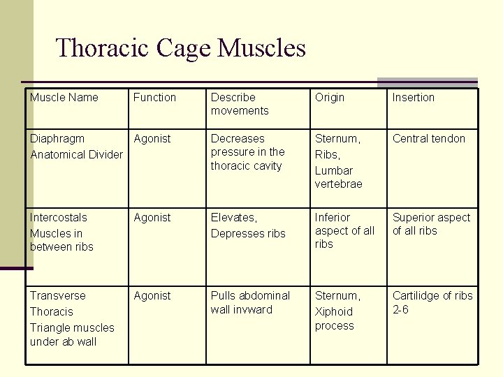 Thoracic Cage Muscles Muscle Name Function Describe movements Origin Insertion Diaphragm Agonist Anatomical Divider