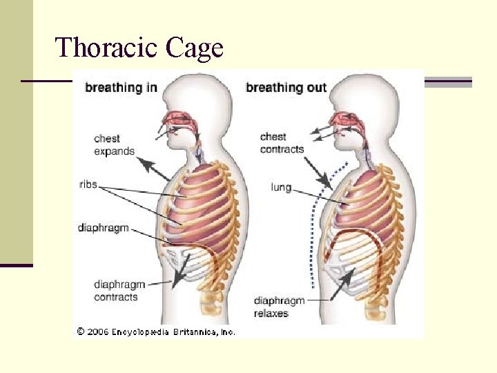 Thoracic Cage 