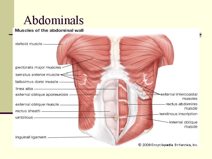Abdominals Abdominals