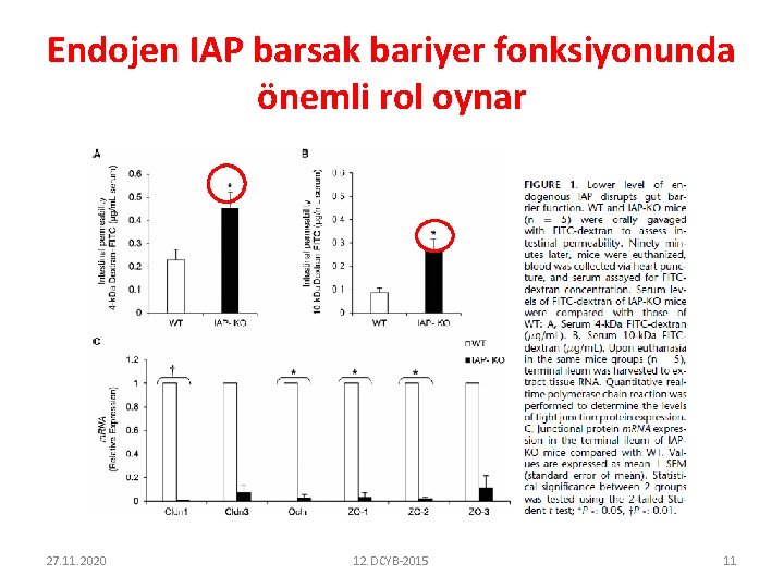 Endojen IAP barsak bariyer fonksiyonunda önemli rol oynar 27. 11. 2020 12. DCYB-2015 11