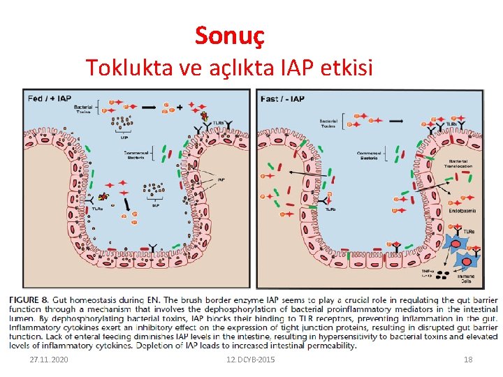 Sonuç Toklukta ve açlıkta IAP etkisi 27. 11. 2020 12. DCYB-2015 18 