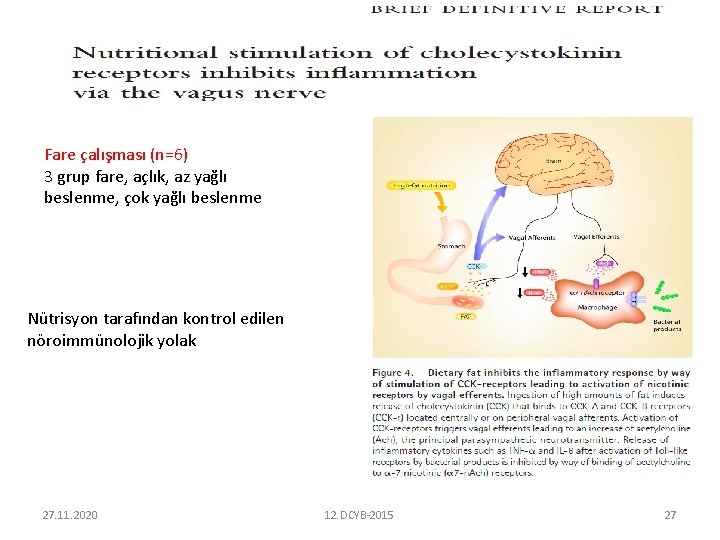 Fare çalışması (n=6) 3 grup fare, açlık, az yağlı beslenme, çok yağlı beslenme Nütrisyon