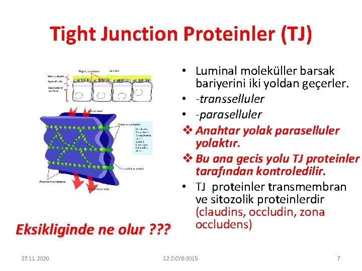 Tight Junction Proteinler (TJ) Eksikliginde ne olur ? ? ? 27. 11. 2020 •