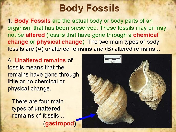 Body Fossils 1. Body Fossils are the actual body or body parts of an