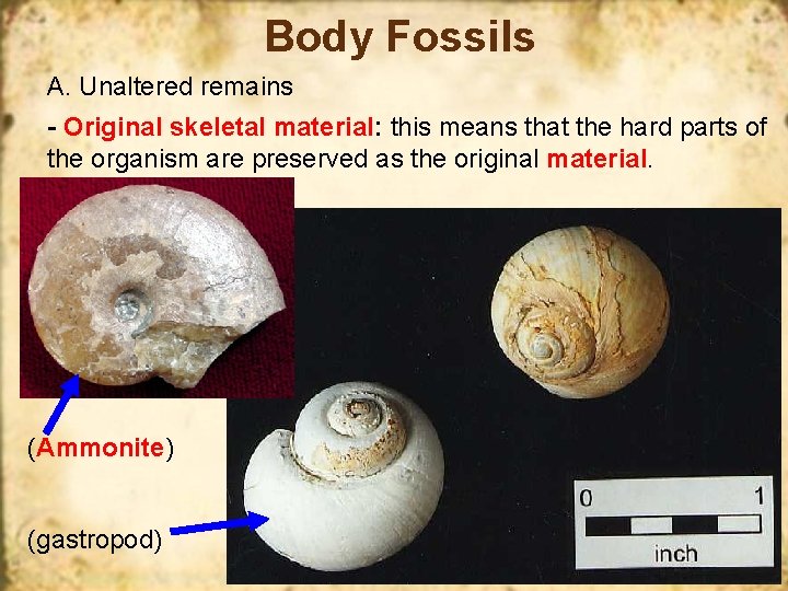 Body Fossils A. Unaltered remains - Original skeletal material: this means that the hard
