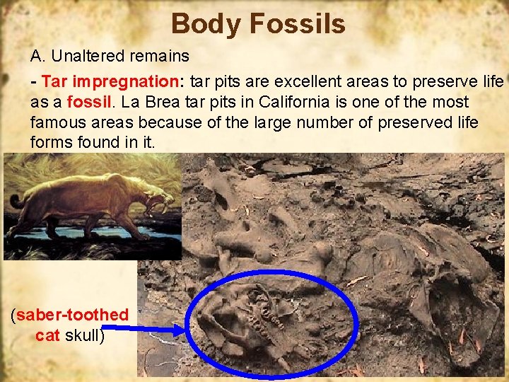 Body Fossils A. Unaltered remains - Tar impregnation: tar pits are excellent areas to