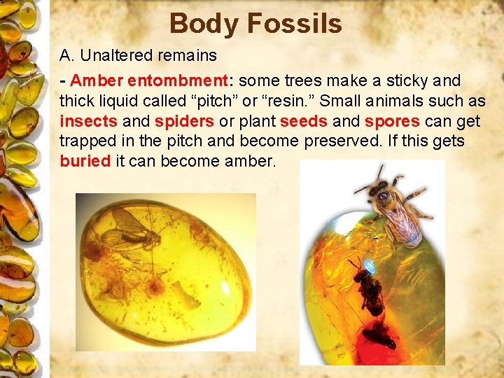 Body Fossils A. Unaltered remains - Amber entombment: some trees make a sticky and