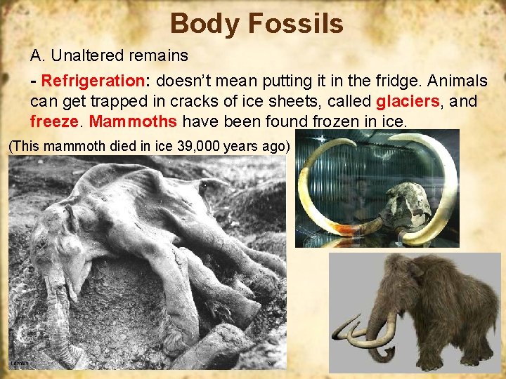 Body Fossils A. Unaltered remains - Refrigeration: doesn’t mean putting it in the fridge.