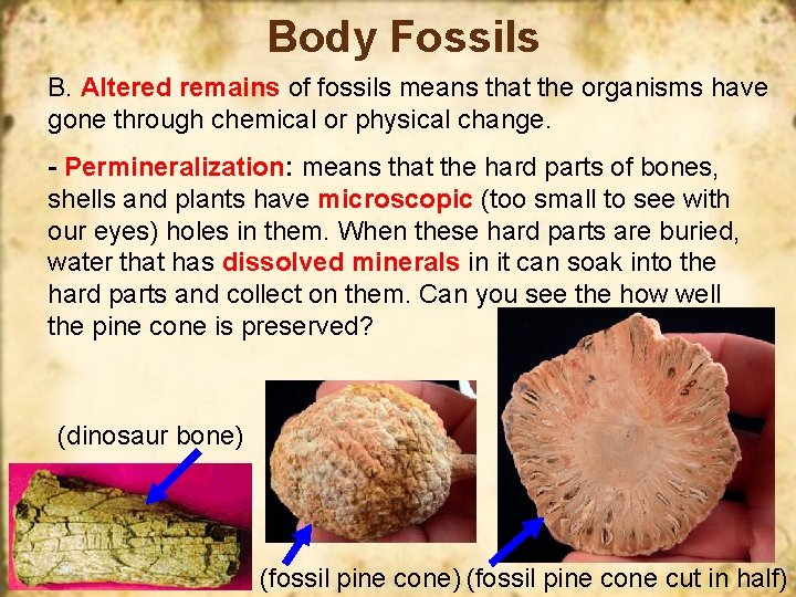 Body Fossils B. Altered remains of fossils means that the organisms have gone through