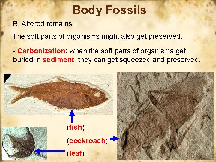 Body Fossils B. Altered remains The soft parts of organisms might also get preserved.