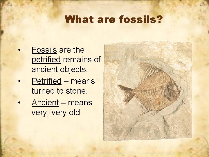 What are fossils? • • • Fossils are the petrified remains of ancient objects.