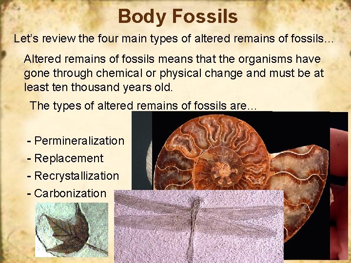 Body Fossils Let’s review the four main types of altered remains of fossils… Altered