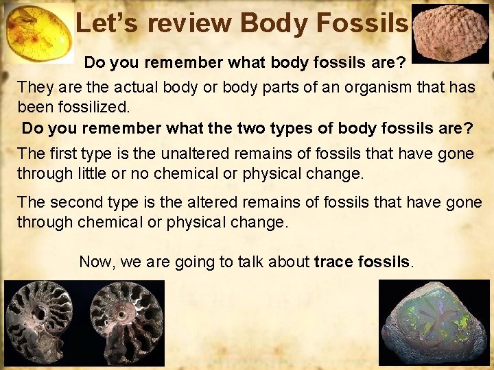 Let’s review Body Fossils Do you remember what body fossils are? They are the