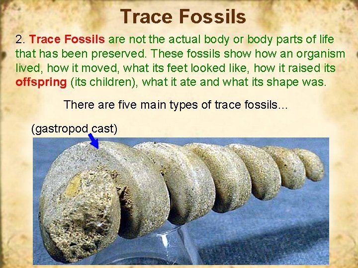 Trace Fossils 2. Trace Fossils are not the actual body or body parts of