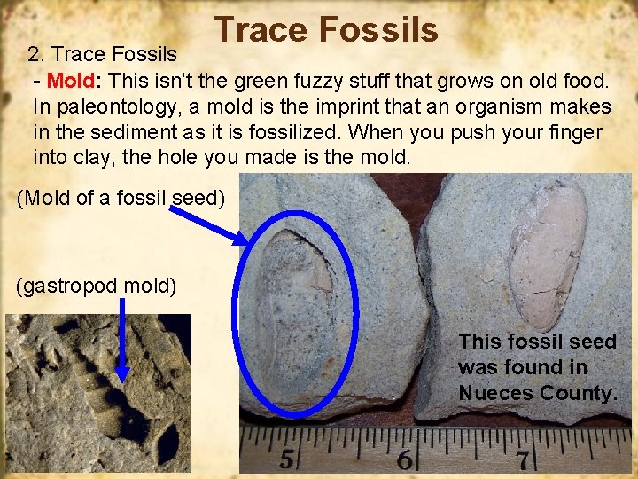Trace Fossils 2. Trace Fossils - Mold: This isn’t the green fuzzy stuff that