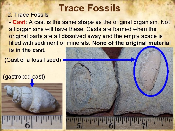 Trace Fossils 2. Trace Fossils - Cast: A cast is the same shape as