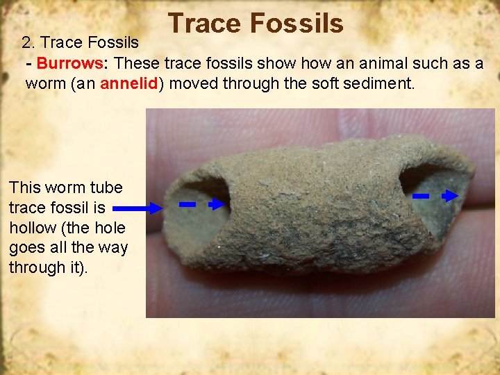 Trace Fossils 2. Trace Fossils - Burrows: These trace fossils show an animal such