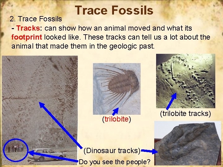 Trace Fossils 2. Trace Fossils - Tracks: can show an animal moved and what