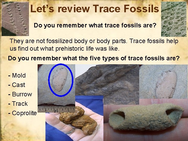 Let’s review Trace Fossils Do you remember what trace fossils are? They are not