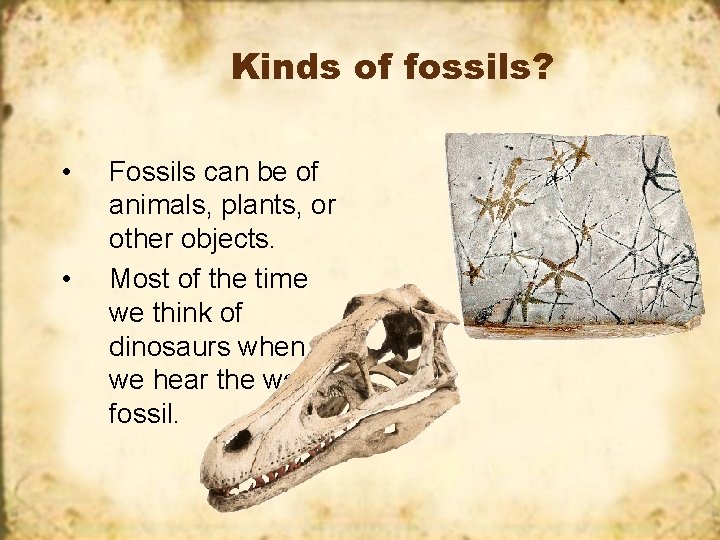 Kinds of fossils? • • Fossils can be of animals, plants, or other objects.
