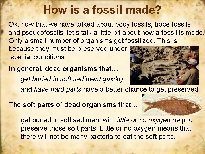 How is a fossil made? Ok, now that we have talked about body fossils,