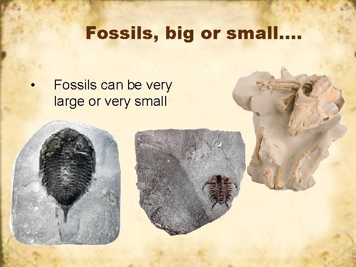 Fossils, big or small…. • Fossils can be very large or very small 