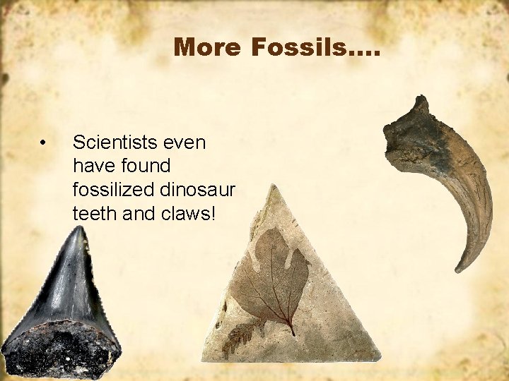 More Fossils…. • Scientists even have found fossilized dinosaur teeth and claws! 