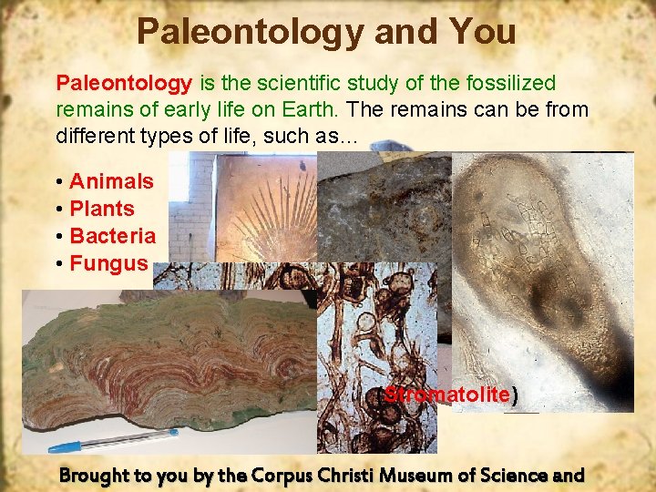 Paleontology and You Paleontology is the scientific study of the fossilized remains of early