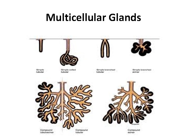 Multicellular Glands 