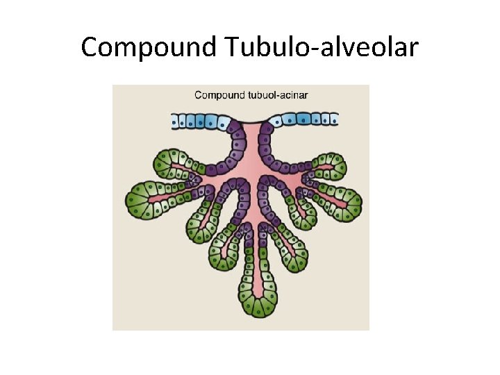 Compound Tubulo-alveolar 
