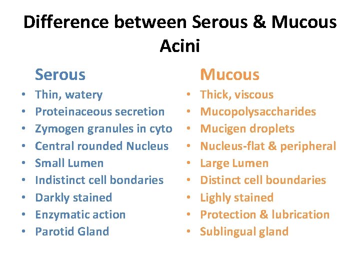 Difference between Serous & Mucous Acini Serous • • • Thin, watery Proteinaceous secretion
