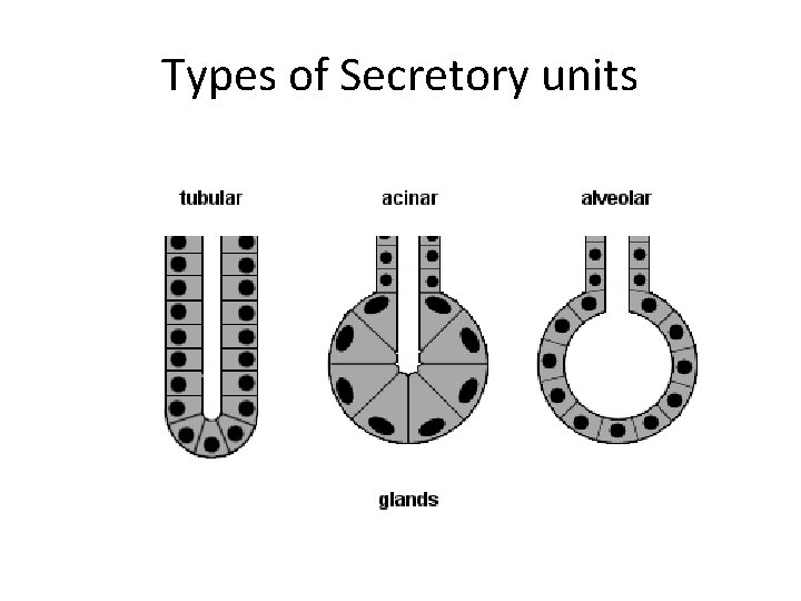 Types of Secretory units 