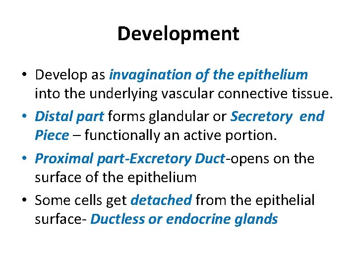 Development • Develop as invagination of the epithelium into the underlying vascular connective tissue.